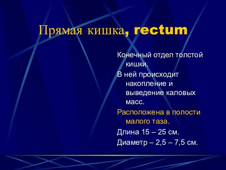 Прямая кишка, rectum Конечный отдел толстой кишки. В ней происходит накопление