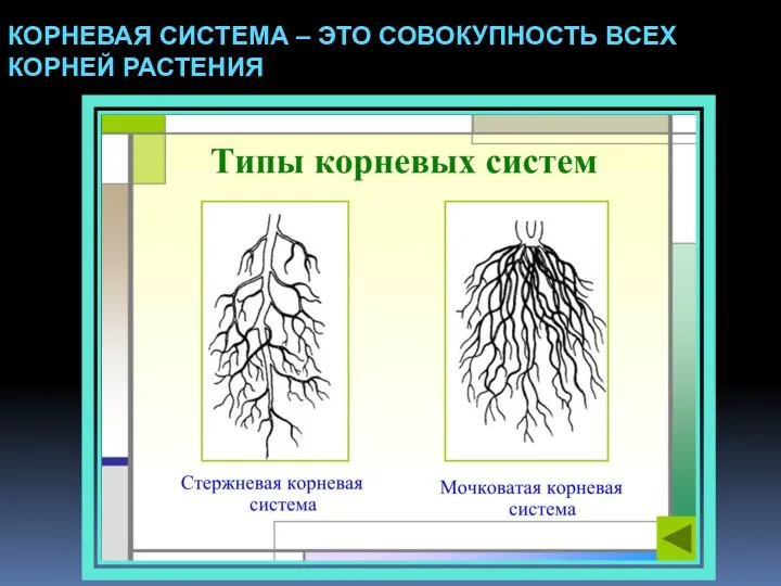 КОРНЕВАЯ СИСТЕМА – ЭТО СОВОКУПНОСТЬ ВСЕХ КОРНЕЙ РАСТЕНИЯ