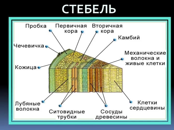 СТЕБЕЛЬ