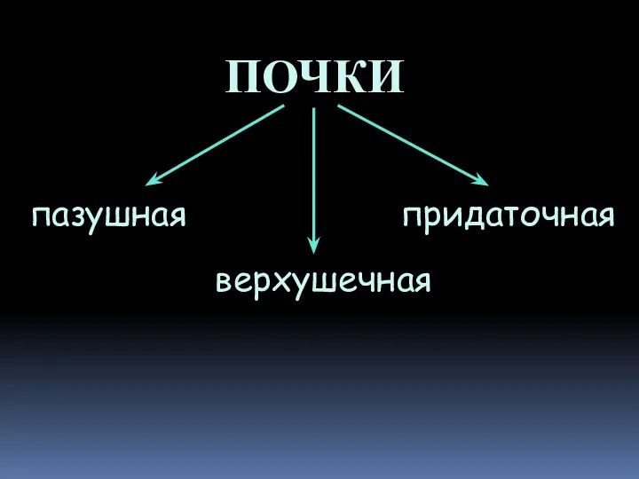 ПОЧКИ верхушечная придаточная пазушная