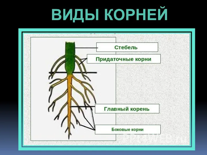 ВИДЫ КОРНЕЙ