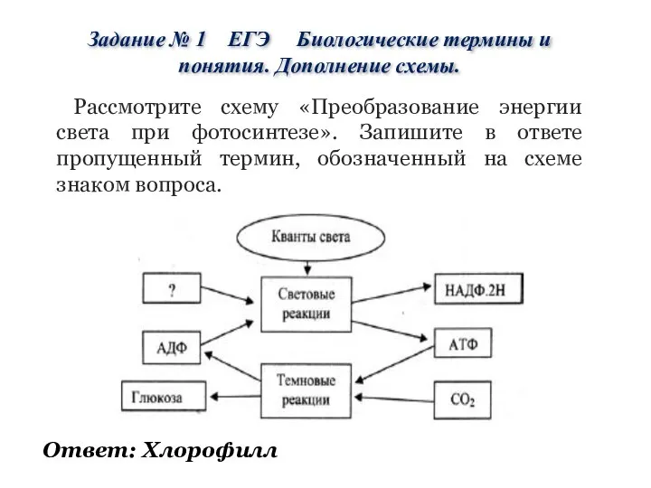 Рассмотрите схему «Преобразование энергии света при фотосинтезе». Запишите в ответе пропущенный