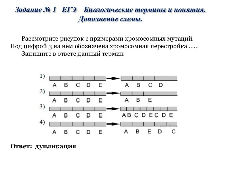 Рассмотрите рисунок с примерами хромосомных мутаций. Под цифрой 3 на нём