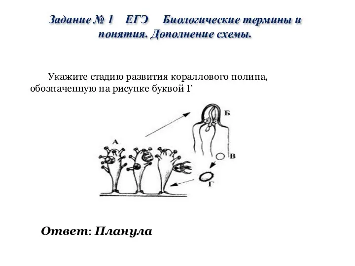 Укажите стадию развития кораллового полипа, обозначенную на рисунке буквой Г Ответ: