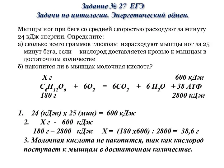 Задание № 27 ЕГЭ Задачи по цитологии. Энергетический обмен. Мышцы ног