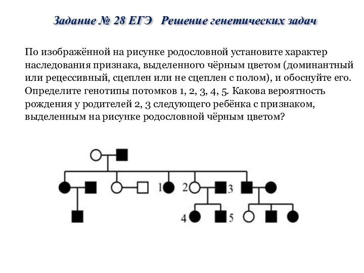 Задание № 28 ЕГЭ Решение генетических задач По изображённой на рисунке