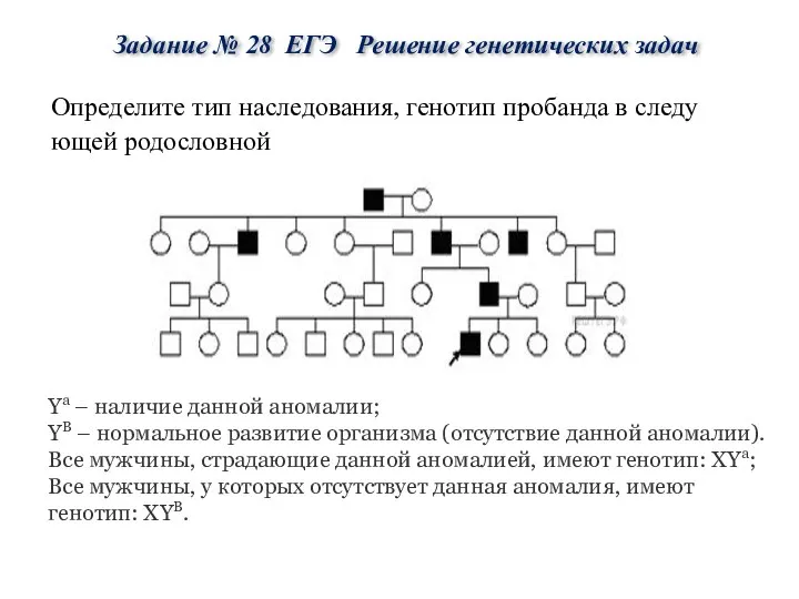 Задание № 28 ЕГЭ Решение генетических задач Опре­де­ли­те тип на­сле­до­ва­ния, ге­но­тип