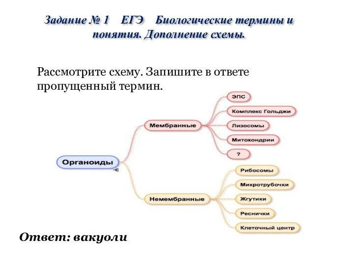 Рассмотрите схему. Запишите в ответе пропущенный термин. Ответ: вакуоли Задание №