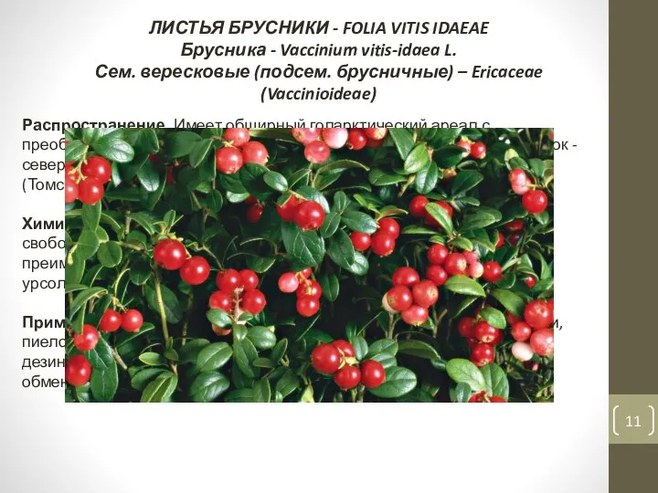 ЛИСТЬЯ БРУСНИКИ - FOLIA VITIS IDAEAE Брусника - Vaccinium vitis-idaea L.