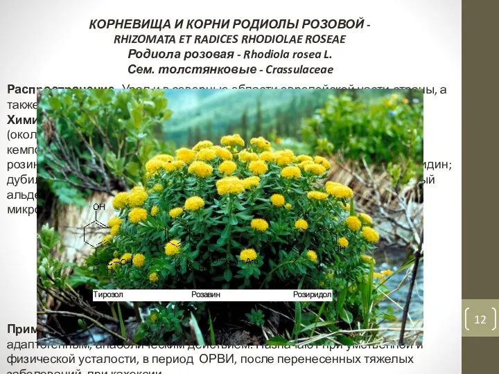 КОРНЕВИЩА И КОРНИ РОДИОЛЫ РОЗОВОЙ - RHIZOMATA ET RADICES RHODIOLAE ROSEAE