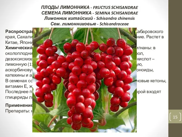 ПЛОДЫ ЛИМОННИКА - FRUCTUS SCHISANDRAE СЕМЕНА ЛИМОННИКА - SEMINA SCHISANDRAE Лимонник