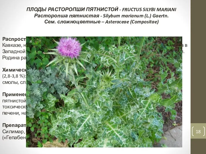 ПЛОДЫ РАСТОРОПШИ ПЯТНИСТОЙ - FRUCTUS SILYBI MARIANI Расторопша пятнистая - Silybum