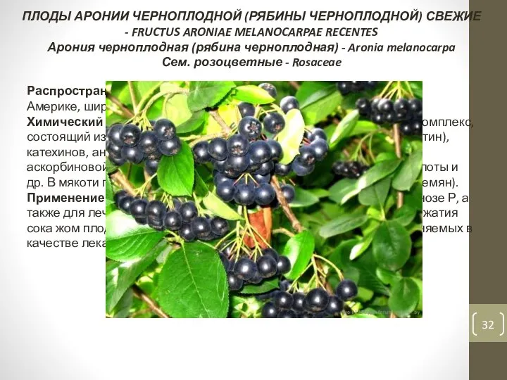 ПЛОДЫ АРОНИИ ЧЕРНОПЛОДНОЙ (РЯБИНЫ ЧЕРНОПЛОДНОЙ) СВЕЖИЕ - FRUCTUS ARONIAE MELANOCARPAE RECENTES