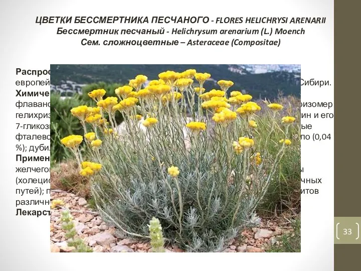 ЦВЕТКИ БЕССМЕРТНИКА ПЕСЧАНОГО - FLORES HELICHRYSI ARENARII Бессмертник песчаный - Helichrysum