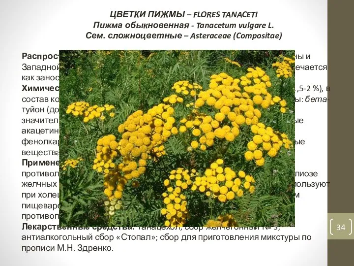 ЦВЕТКИ ПИЖМЫ – FLORES TANACETI Пижма обыкновенная - Tanacetum vulgare L.