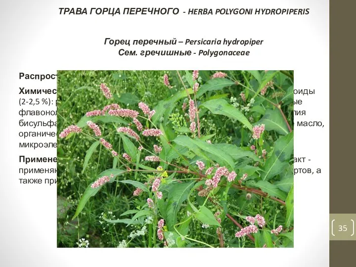 ТРАВА ГОРЦА ПЕРЕЧНОГО - HERBA POLYGONI HYDROPIPERIS Горец перечный – Persicaria