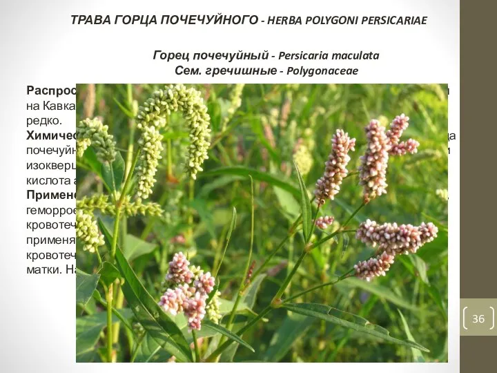 ТРАВА ГОРЦА ПОЧЕЧУЙНОГО - HERBA POLYGONI PERSICARIAE Горец почечуйный - Persicaria