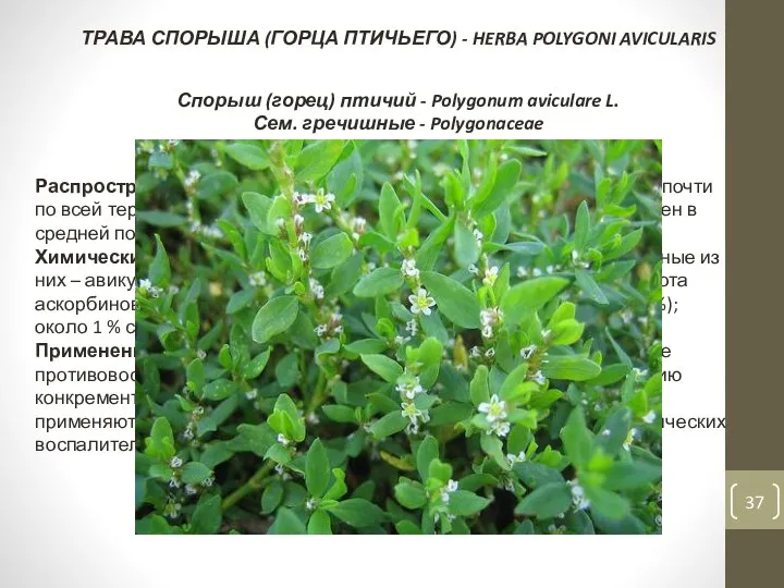 ТРАВА СПОРЫША (ГОРЦА ПТИЧЬЕГО) - HERBA POLYGONI AVICULARIS Спорыш (горец) птичий