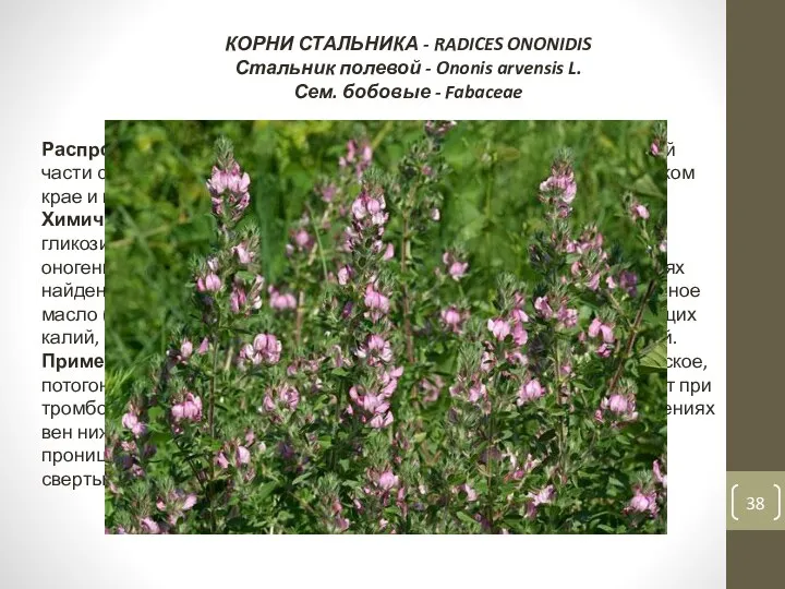 КОРНИ СТАЛЬНИКА - RADICES ONONIDIS Стальник полевой - Ononis arvensis L.