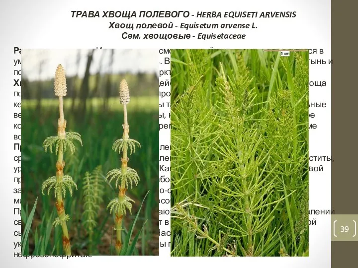 ТРАВА ХВОЩА ПОЛЕВОГО - HERBA EQUISETI ARVENSIS Хвощ полевой - Equisetum