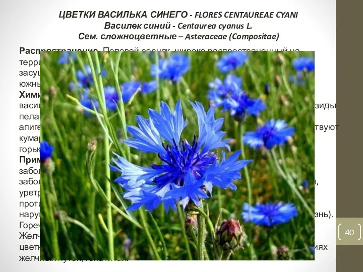 ЦВЕТКИ ВАСИЛЬКА СИНЕГО - FLORES CENTAUREAE CYANI Василек синий - Centaurea