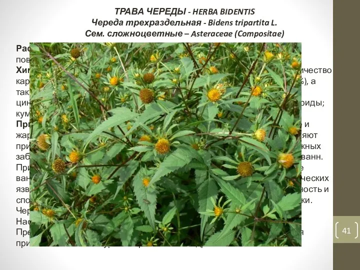 ТРАВА ЧЕРЕДЫ - HERBA BIDENTIS Череда трехраздельная - Bidens tripartita L.