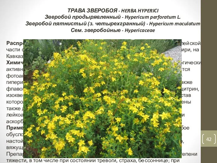 ТРАВА ЗВЕРОБОЯ - HERBA HYPERICI Зверобой продырявленный - Hypericum perforatum L.