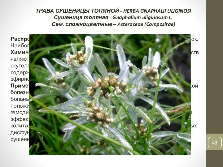 ТРАВА СУШЕНИЦЫ ТОПЯНОЙ - HERBA GNAPHALII ULIGINOSI Сушеница топяная - Gnaphalium