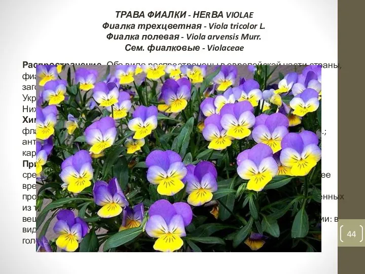 ТРАВА ФИАЛКИ - НЕRВА VIOLAE Фиалка трехцветная - Viola tricolor L.