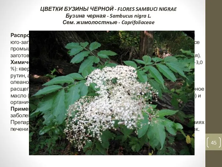 ЦВЕТКИ БУЗИНЫ ЧЕРНОЙ - FLORES SAMBUCI NIGRAE Бузина черная - Sambucus