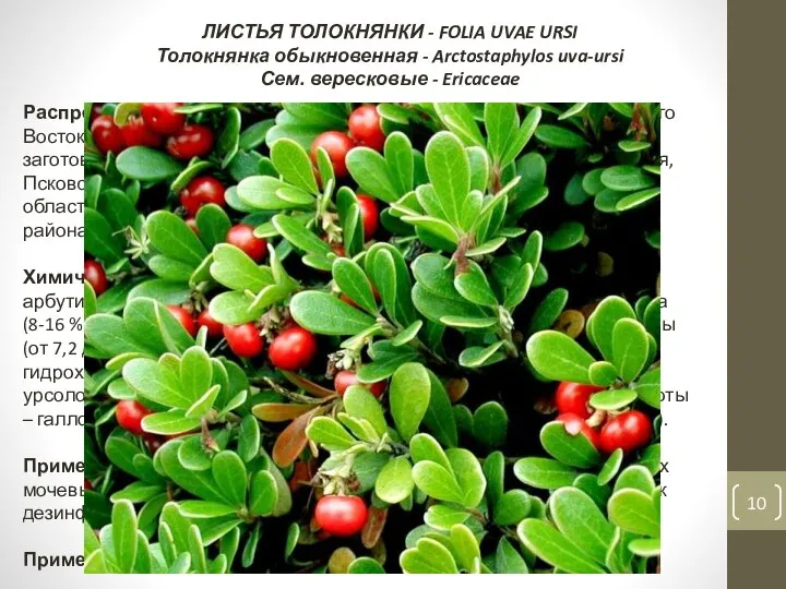 ЛИСТЬЯ ТОЛОКНЯНКИ - FOLIA UVAE URSI Толокнянка обыкновенная - Arctostaphylos uva-ursi