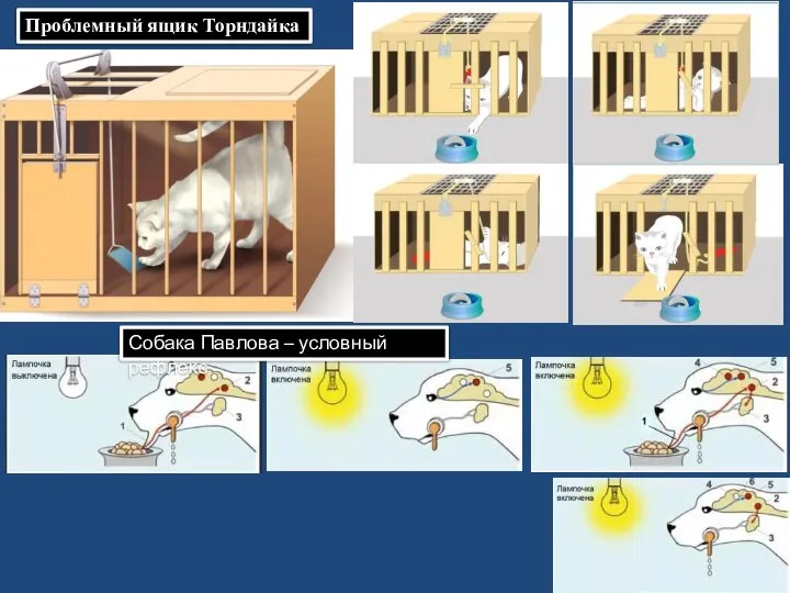 Проблемный ящик Торндайка Собака Павлова – условный рефлекс