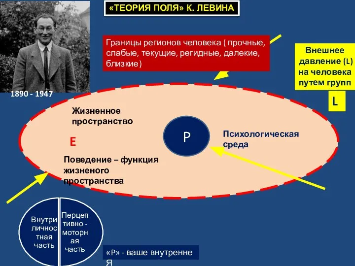 E «ТЕОРИЯ ПОЛЯ» К. ЛЕВИНА P L Жизненное пространство Поведение –