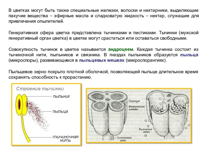 В цветках могут быть также специальные железки, волоски и нектарники, выделяющие