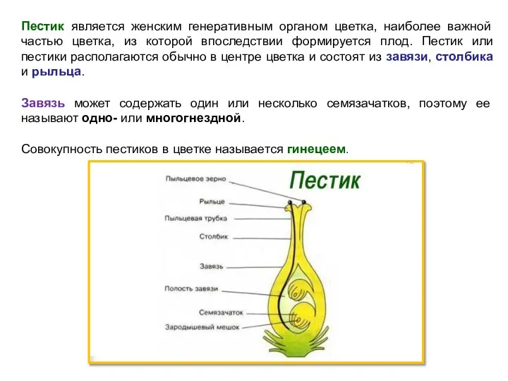 Пестик является женским генеративным органом цветка, наиболее важной частью цветка, из