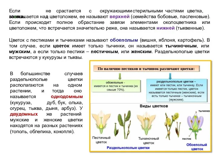 Если завязь не срастается с окружающими стерильными частями цветка, а возвышается