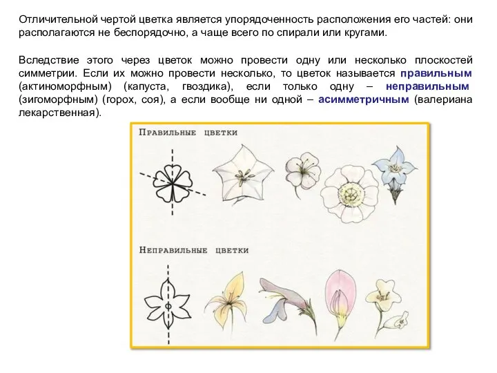 Отличительной чертой цветка является упорядоченность расположения его частей: они располагаются не