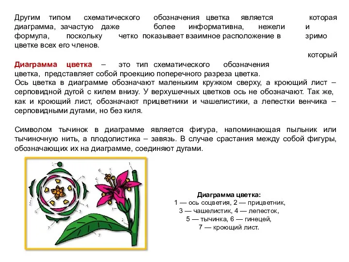 Другим типом схематического обозначения цветка является диаграмма, зачастую даже более информативна,