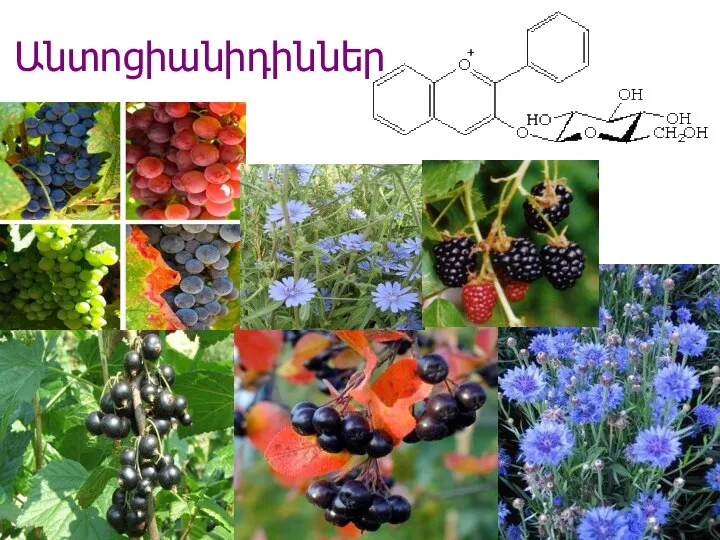 Անտոցիանիդիններ