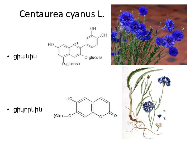 Centaurea cyanus L. ցիանին ցիկորնին