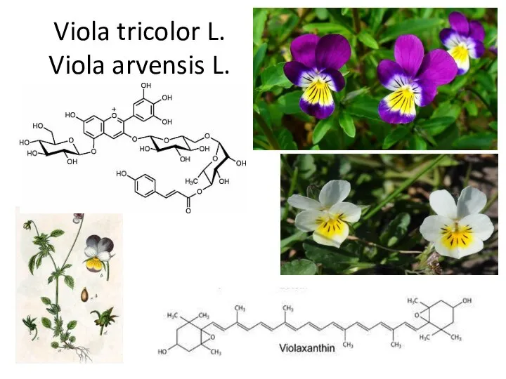 Viola tricolor L. Viola arvensis L. violanin