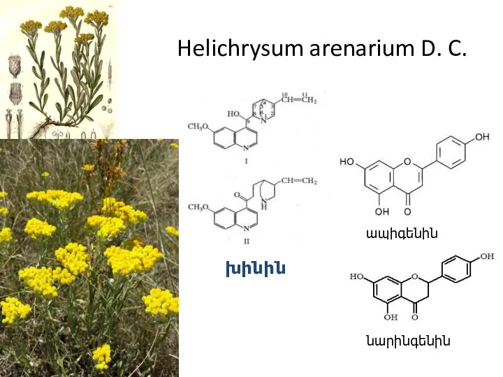 Helichrysum arenarium D. C. ապիգենին նարինգենին խինին