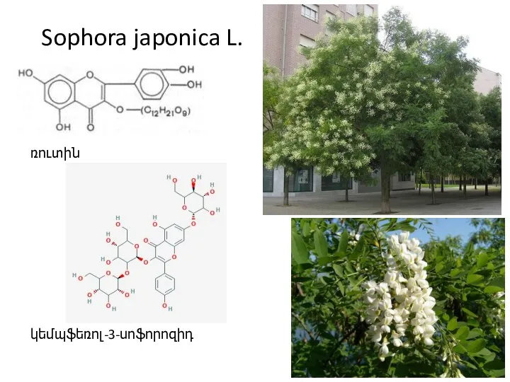 Sophora japonica L. ռուտին կեմպֆեռոլ-3-սոֆորոզիդ
