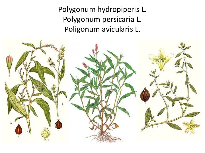 Polygonum hydropiperis L. Polygonum persicaria L. Poligonum avicularis L.
