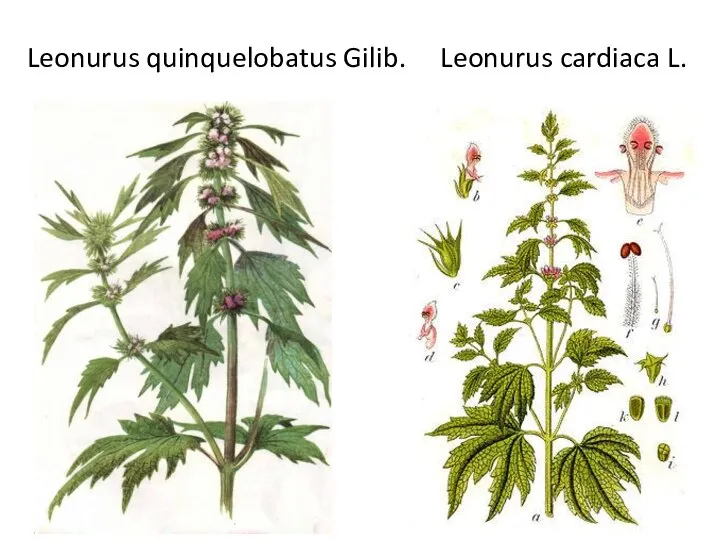 Leonurus quinquelobatus Gilib. Leonurus cardiaca L.