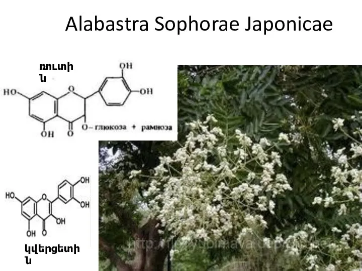 Alabastra Sophorae Japonicae ռուտին կվերցետին