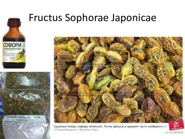 Fructus Sophorae Japonicae