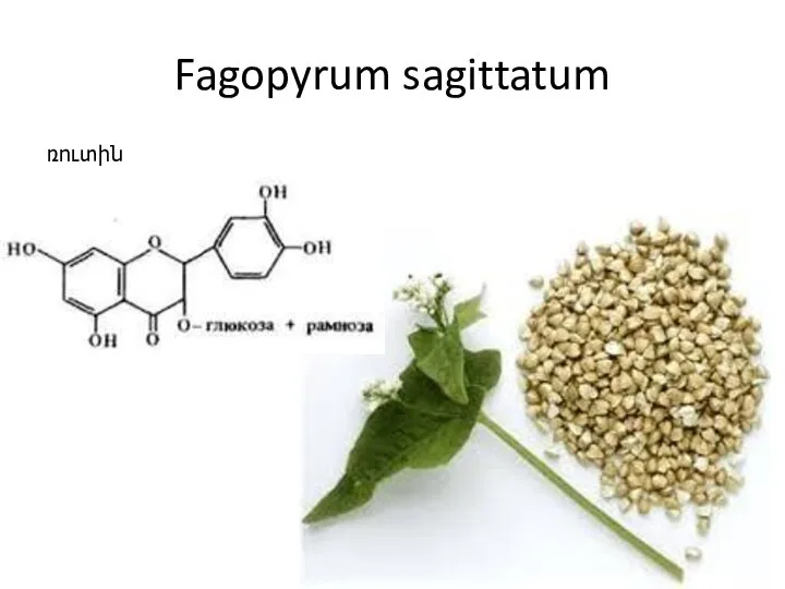 Fagopyrum sagittatum ռուտին