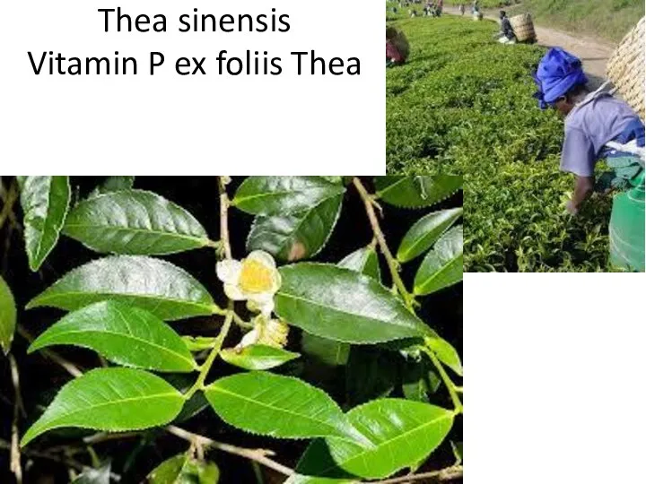 Thea sinensis Vitamin P ex foliis Thea