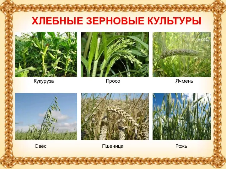 Ячмень ХЛЕБНЫЕ ЗЕРНОВЫЕ КУЛЬТУРЫ Кукуруза Овёс Просо Пшеница Рожь